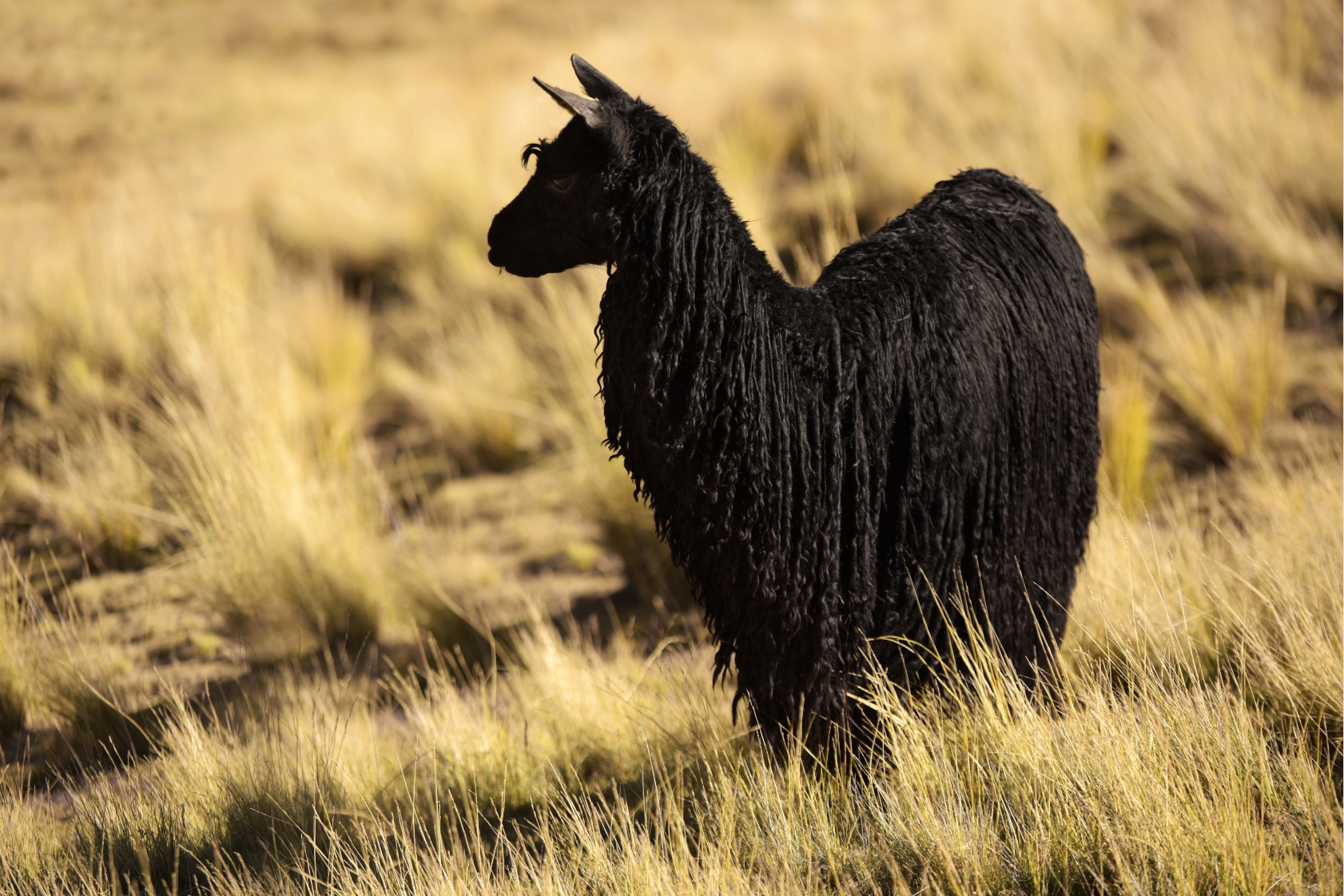 Black Alpaca