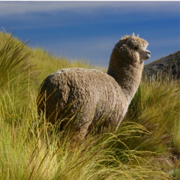 Alpaca fibers