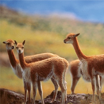Vicuña