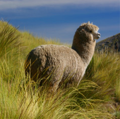 Alpaca fibers